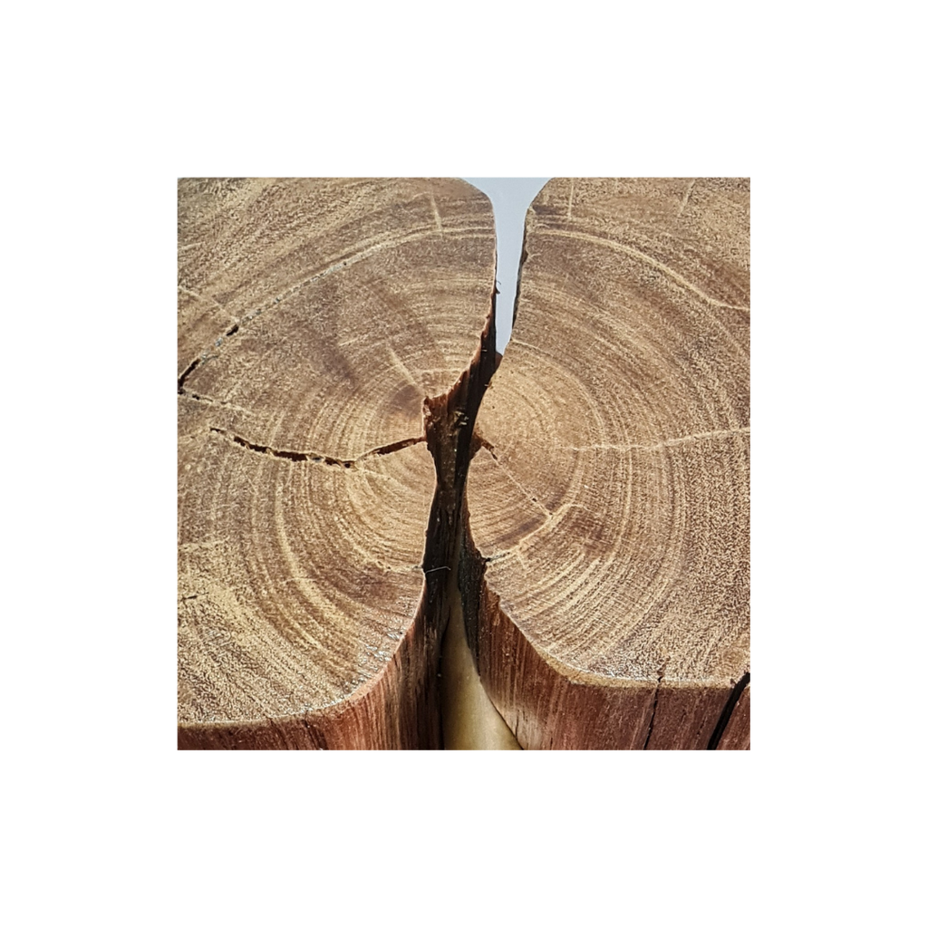 Close-up of a cut tree trunk showing annual rings used in lamp