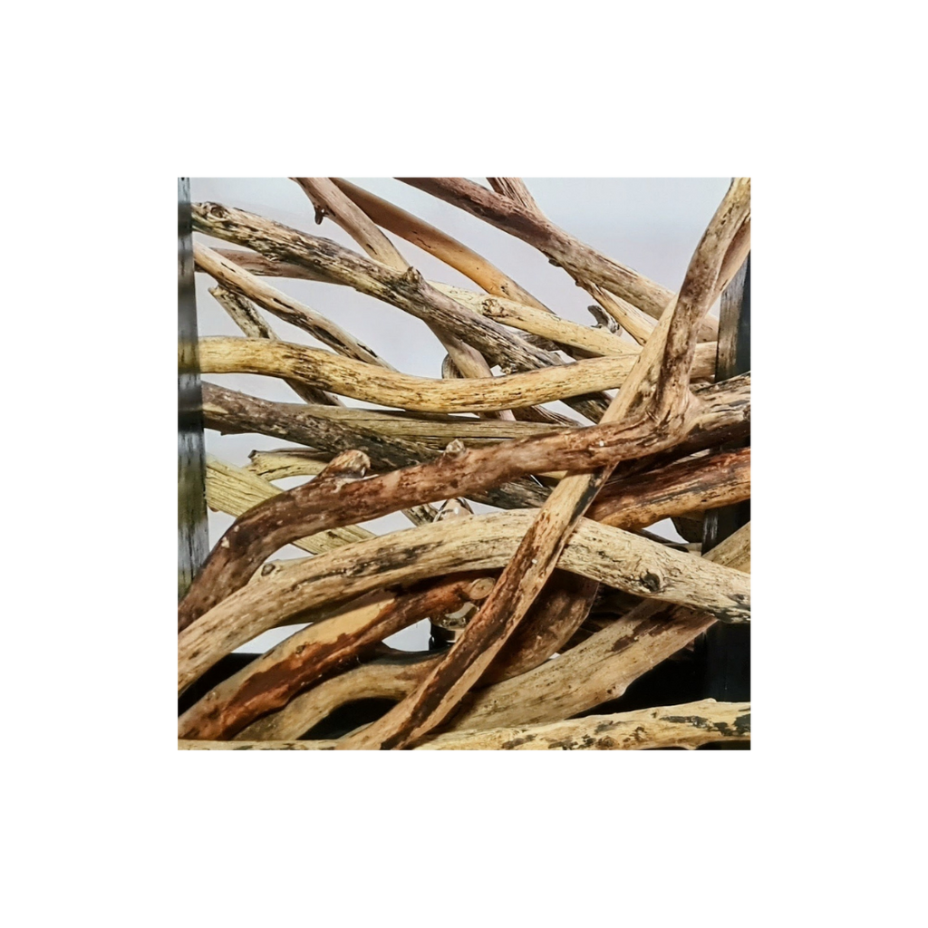Close-up of intertwined wooden branches on a white background