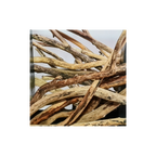 Close-up of intertwined wooden branches on a white background